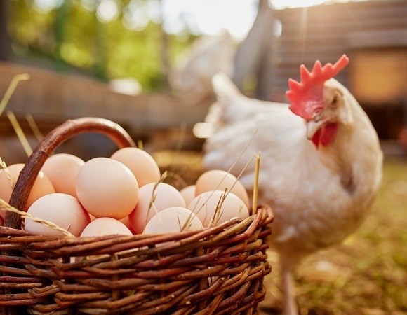 Чем заменить яйца в выпечке — 5 популярных вариантов для веганов и не только