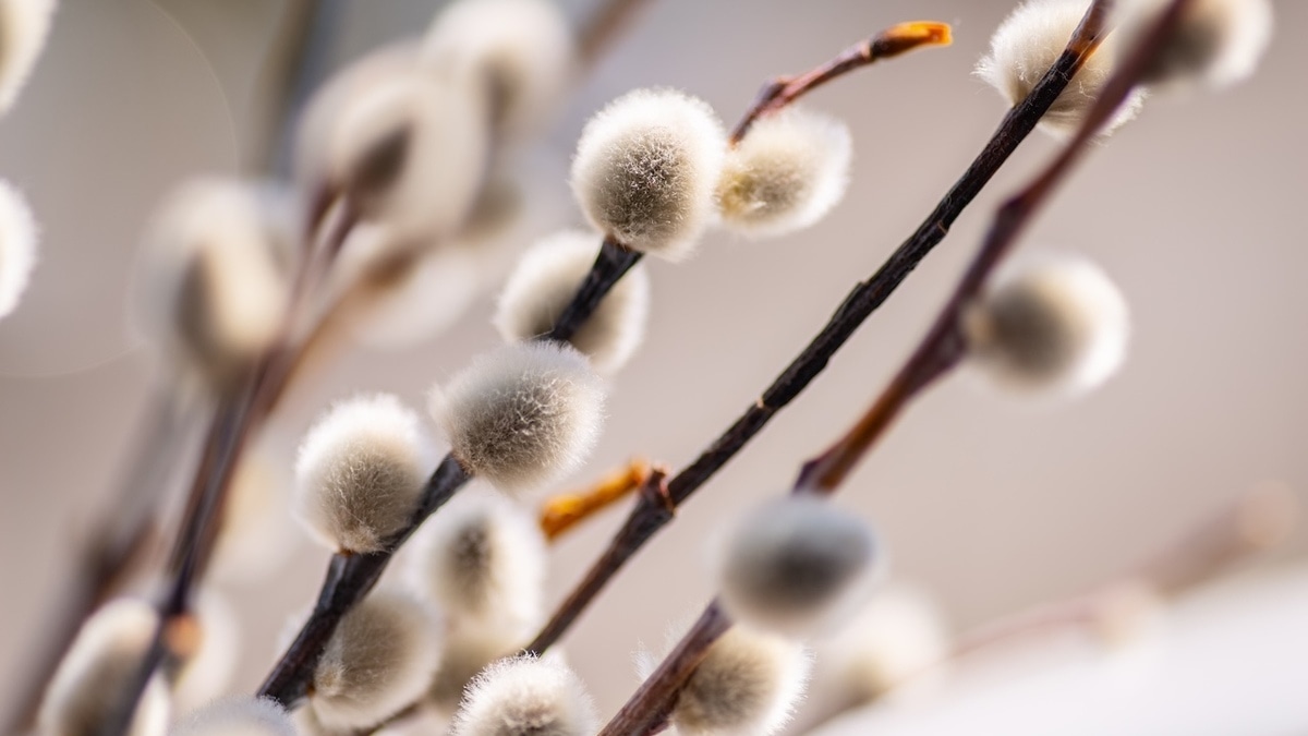 Что можно и нельзя есть в Вербное Воскресенье в 2025 году?