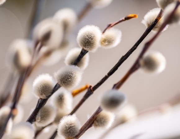 Что можно и нельзя есть в Вербное Воскресенье в 2025 году? Что можно и нельзя есть в Вербное Воскресенье в 2025 году?