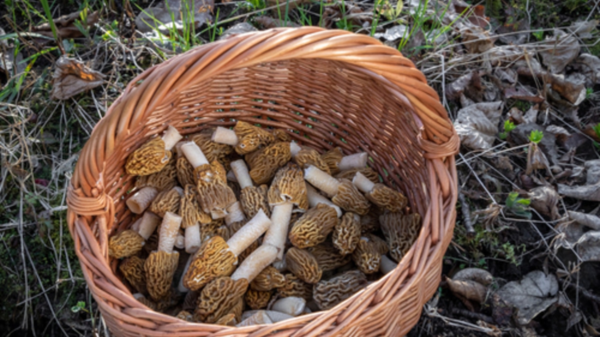 "Уточните условия сбора": эндокринолог рассказала, чем могут быть опасны весенние грибы
