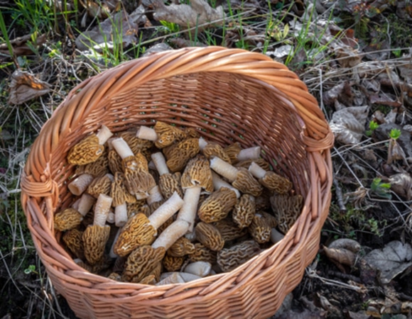 «Уточните условия сбора»: эндокринолог рассказала, чем могут быть опасны весенние грибы