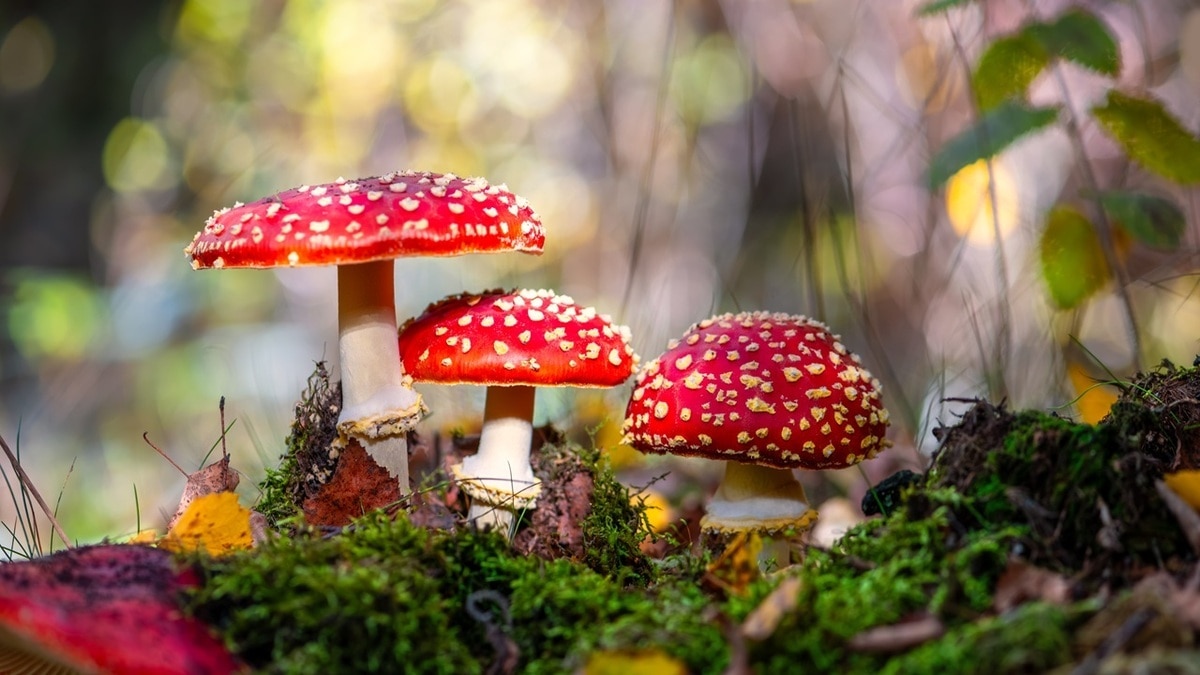 Мода на отек легких: почему вдруг мухоморы «перестали» быть несъедобными? Врачи бьют тревогу 