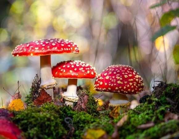 Мода на отек легких: почему вдруг мухоморы «перестали» быть несъедобными? Врачи бьют тревогу Мода на отек легких: почему вдруг мухоморы «перестали» быть несъедобными? Врачи бьют тревогу