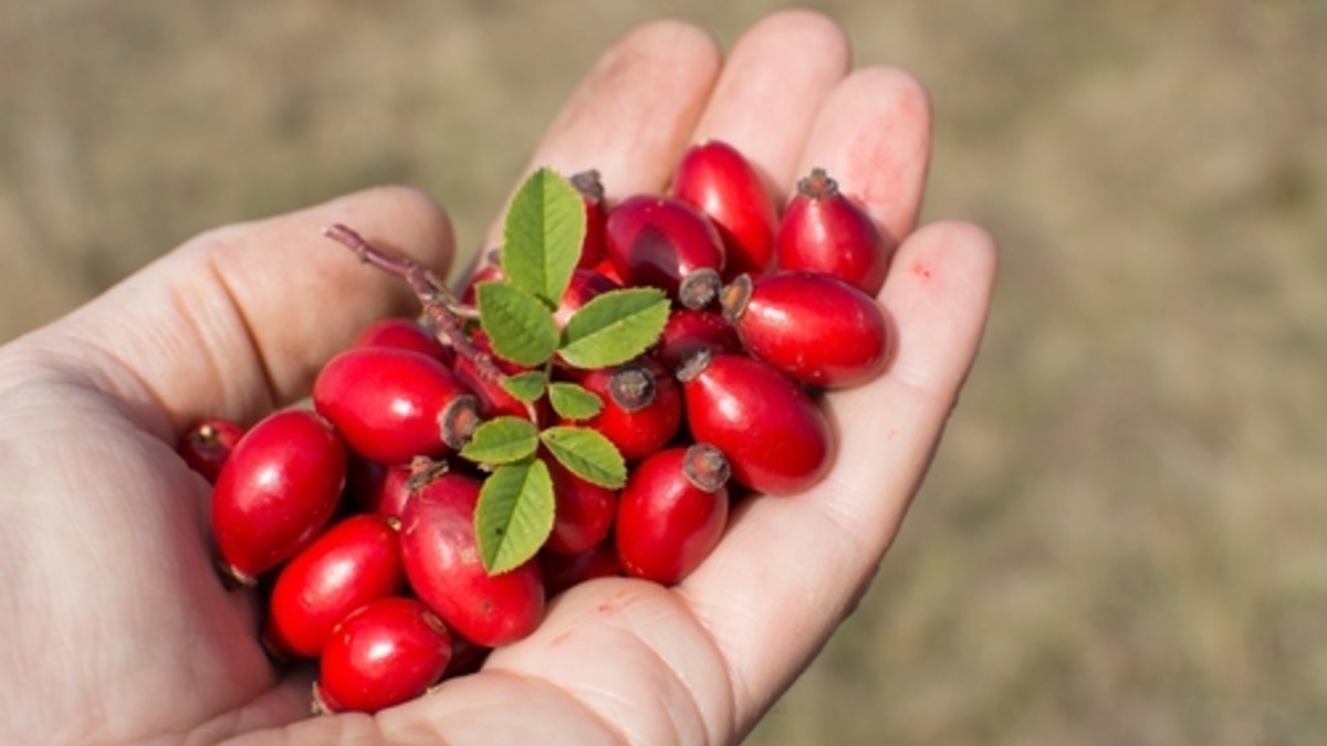 Шиповник влияет на свертываемость крови — эндокринолог подтвердила: для кого это хорошо, а для кого опасно
