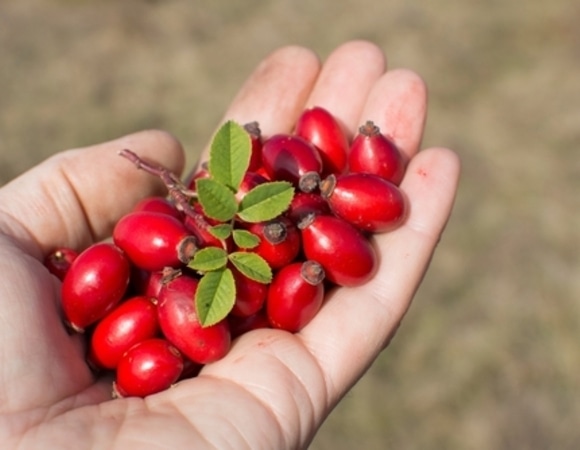 Шиповник влияет на свертываемость крови — эндокринолог подтвердила: для кого это хорошо, а для кого опасно Шиповник влияет на свертываемость крови — эндокринолог подтвердила: для кого это хорошо, а для кого опасно