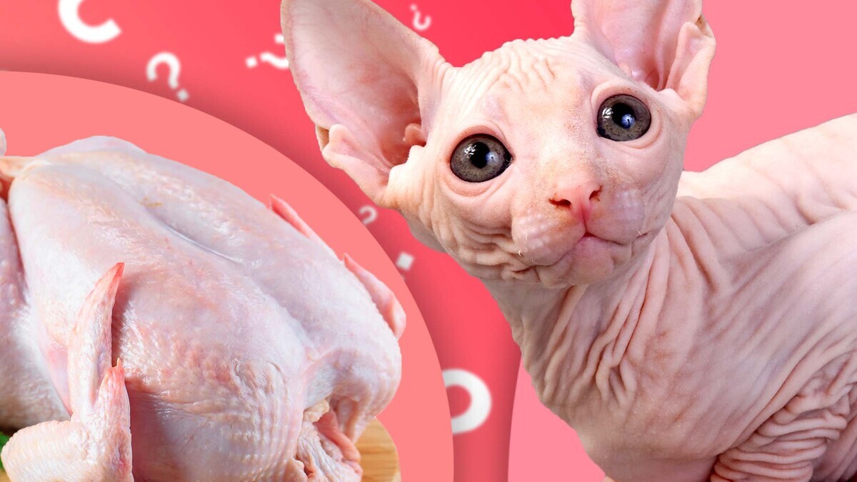 Это курица или сфинкс? Проверьте свою внимательность (тест) Это курица или сфинкс? Проверьте свою внимательность (тест)