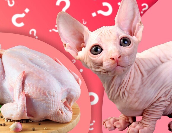 Это курица или сфинкс? Проверьте свою внимательность (тест)