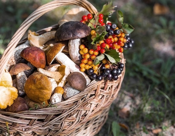 Съедобные грибы — изучите список, прежде чем отправиться в лес