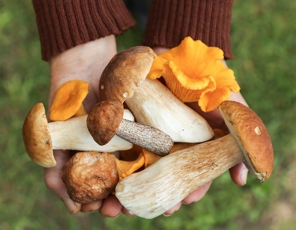 «Ошибка будет смертельной»: как отличить съедобный гриб от несъедобного «Ошибка будет смертельной»: как отличить съедобный гриб от несъедобного