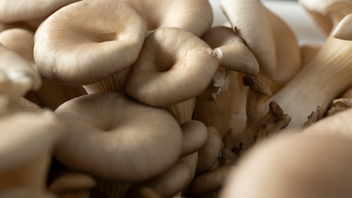 Свинушка — съедобный гриб или нет?