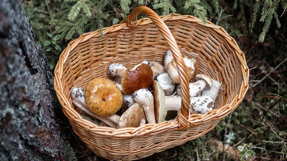 Съедобные шляпочные грибы — названия, места произрастания и отличия