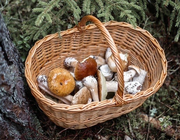 Съедобные шляпочные грибы — названия, места произрастания и отличия