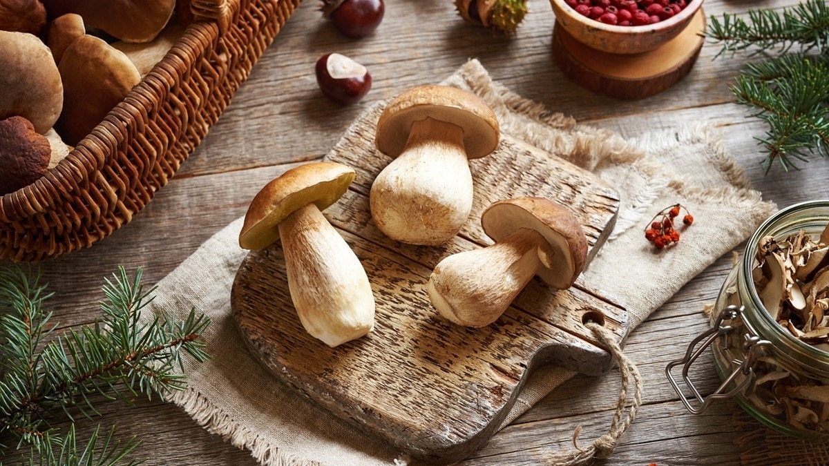 Съедобные грибы — как отличить пластинчатые от трубчатых