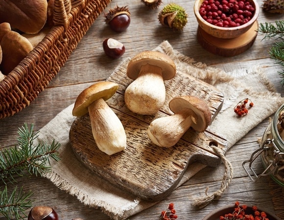 Съедобные грибы — как отличить пластинчатые от трубчатых Съедобные грибы — как отличить пластинчатые от трубчатых