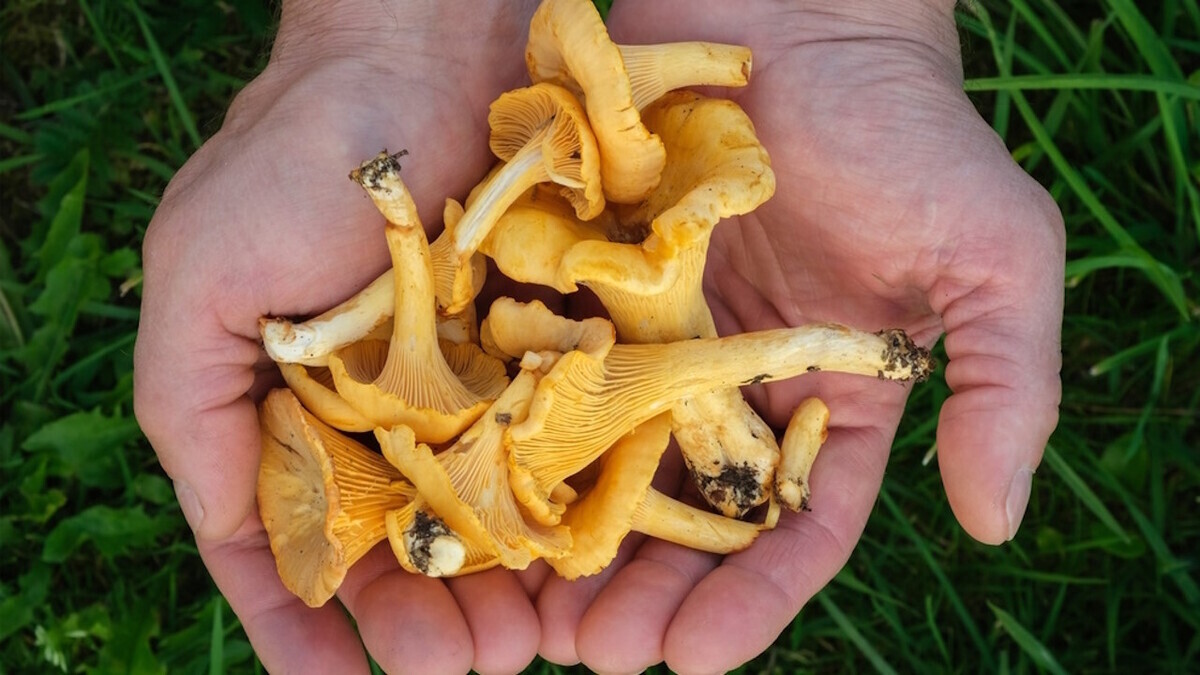 Съедобные и несъедобные грибы: как называются и чем отличаются