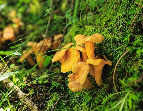 Съедобные и несъедобные грибы: как называются и чем отличаются Съедобные и несъедобные грибы: как называются и чем отличаются