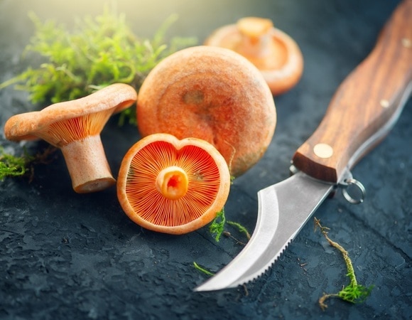 Рыжик — съедобный гриб: где собирать и что можно готовить