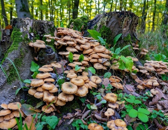 Опенок летний — где растет и как лучше готовить Опенок летний — где растет и как лучше готовить