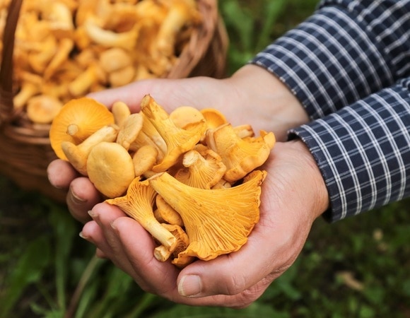 Лисичка — гриб съедобный: как собирать и что можно приготовить 