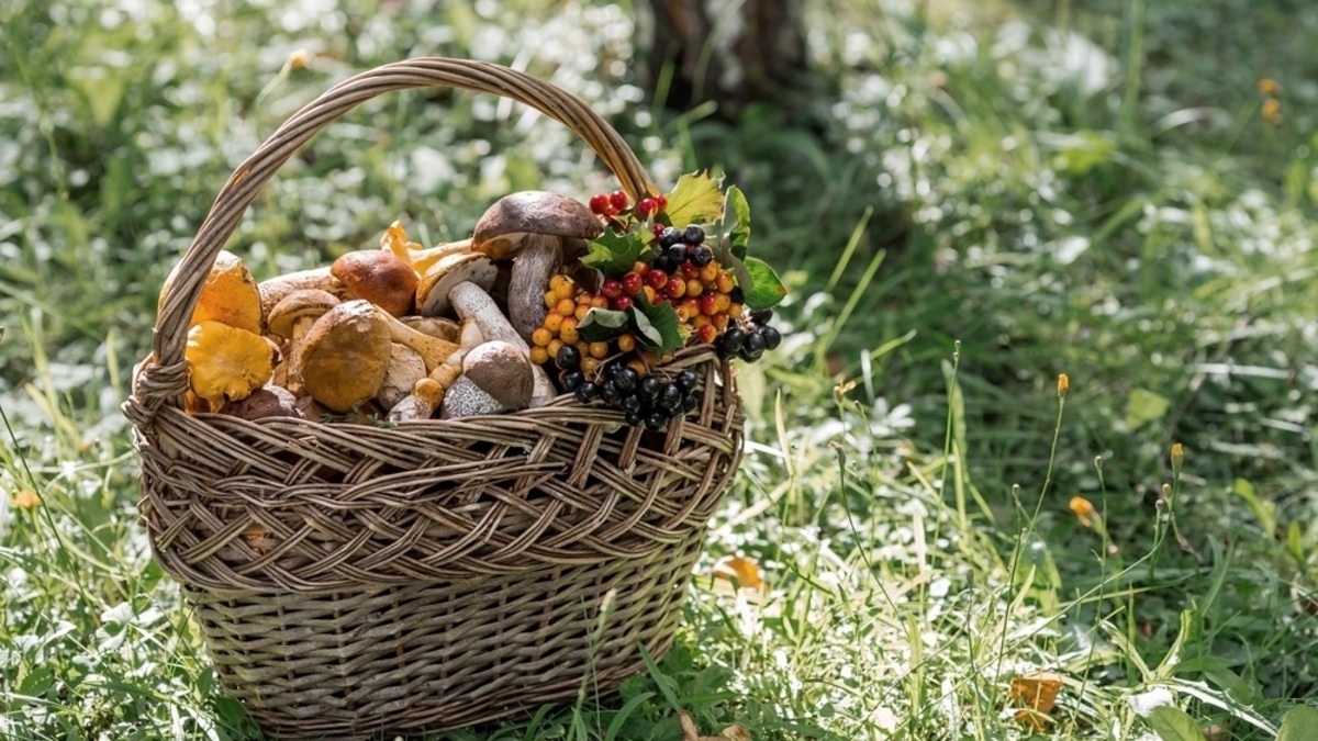 Съедобное-несъедобное: дары природы или минное поле? Учимся распознавать опасные грибы и ягоды Съедобное-несъедобное: дары природы или минное поле? Учимся распознавать опасные грибы и ягоды