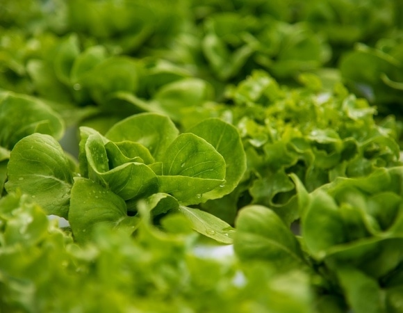 Ученые ответили, какие овощи есть каждый день для здоровья кишечника