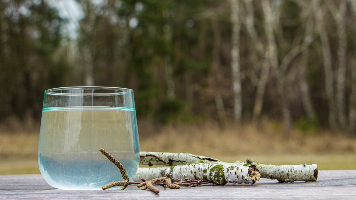 Лучше всего пить сразу после сбора — ведь именно столько березовый сок хранится в холодильнике
