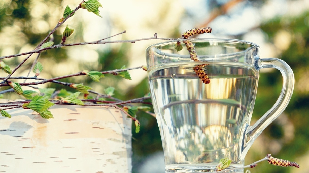 Как хранить березовый сок круглый год — классический рецепт консервации