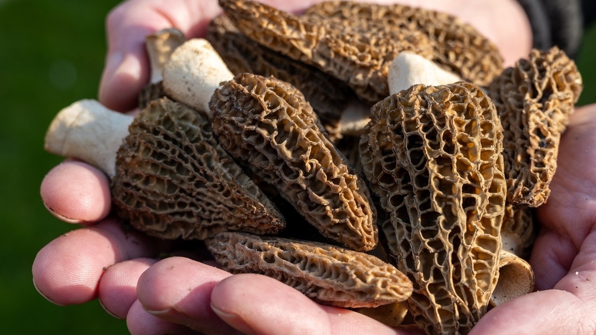 «Честно вам говорю»: агроном объяснила, стоит ли выращивать сморчки на даче