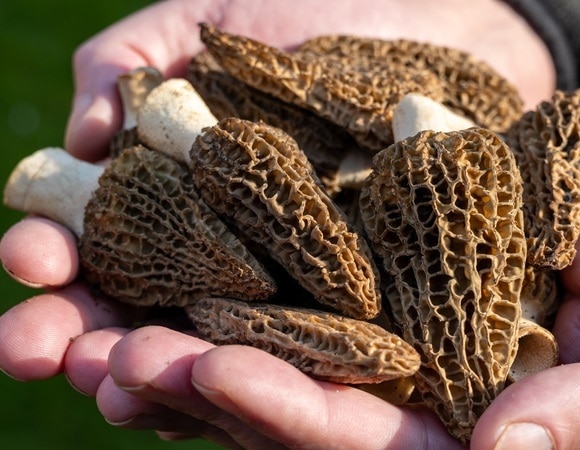 «Честно вам говорю»: агроном объяснила, стоит ли выращивать сморчки на даче