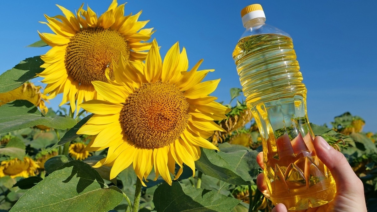 Как правильно хранить подсолнечное масло, если бутылка уже вскрыта: важные советы