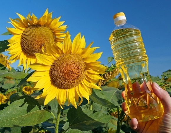 Как правильно хранить подсолнечное масло, если бутылка уже вскрыта: важные советы Как правильно хранить подсолнечное масло, если бутылка уже вскрыта: важные советы