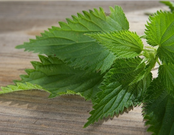 Откройте лето со вкусом: как приготовить витаминный суп из крапивы