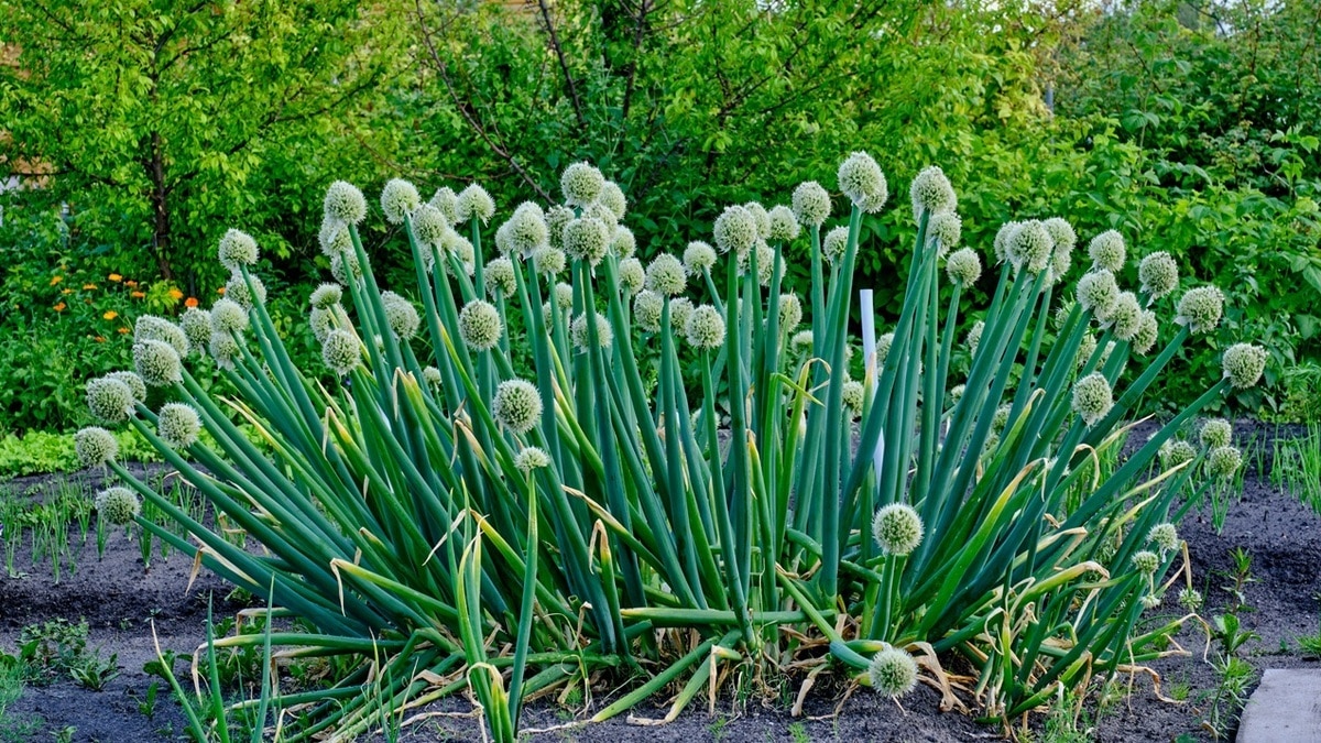 Свежий лук-батун станет отличным союзником на кухне, и вот почему Свежий лук-батун станет отличным союзником на кухне, и вот почему