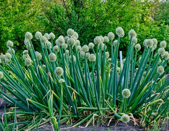 Свежий лук-батун станет отличным союзником на кухне, и вот почему Свежий лук-батун станет отличным союзником на кухне, и вот почему
