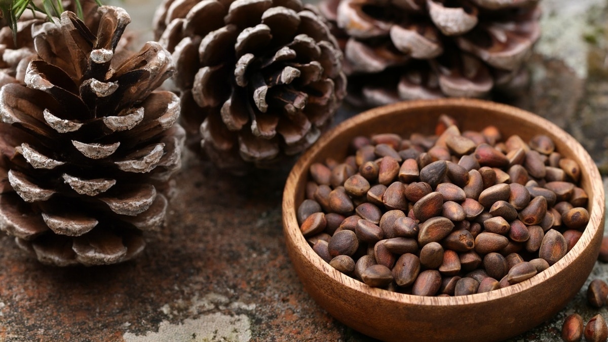 Чем полезны кедровые орехи — защитят от старения и укрепят иммунную систему
