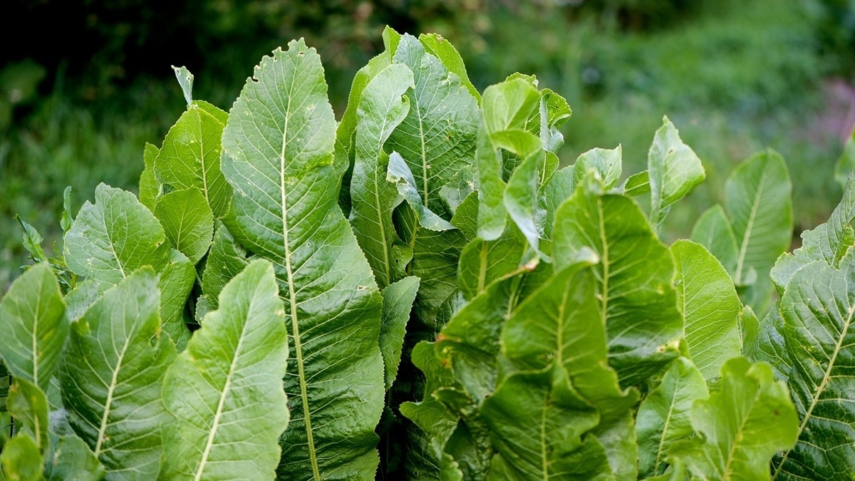 К мясу или рыбе — как использовать листья хрена на кухне