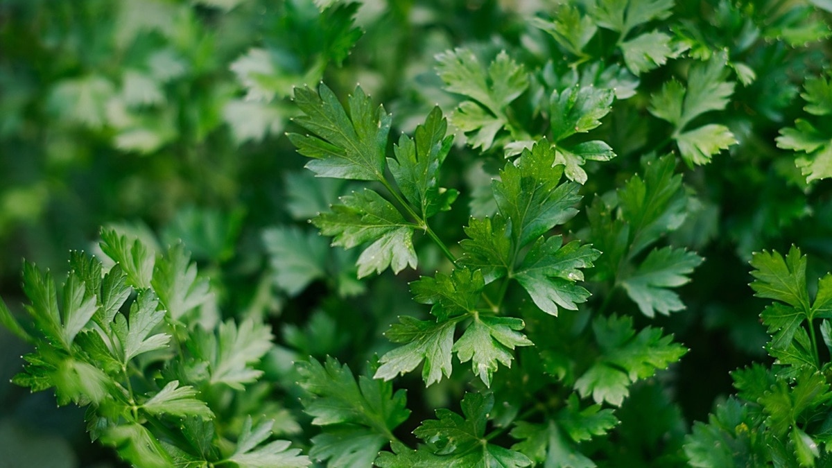 Где петрушке не место — как избежать популярных ошибок в кулинарии Где петрушке не место — как избежать популярных ошибок в кулинарии