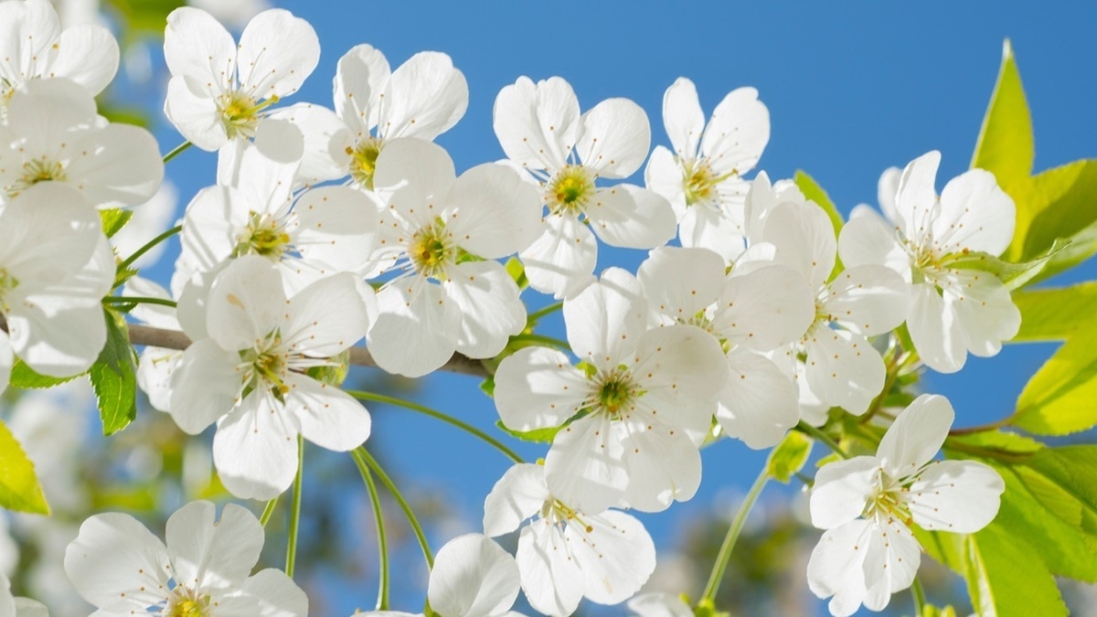 Изысканный десерт и ароматный чай — яблоневый цвет разнообразит привычные блюда