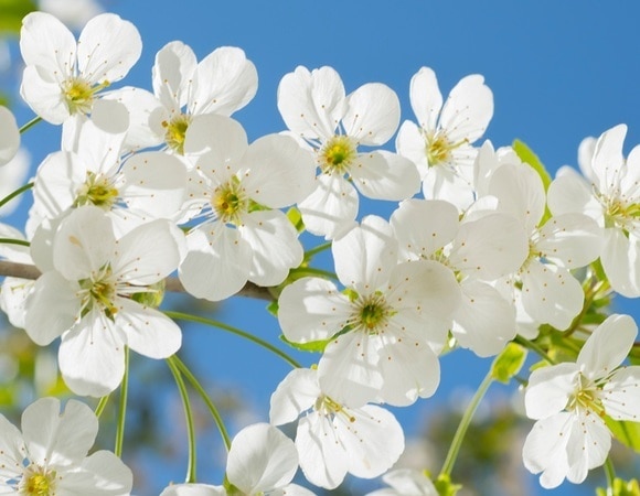 Изысканный десерт и ароматный чай — яблоневый цвет разнообразит привычные блюда