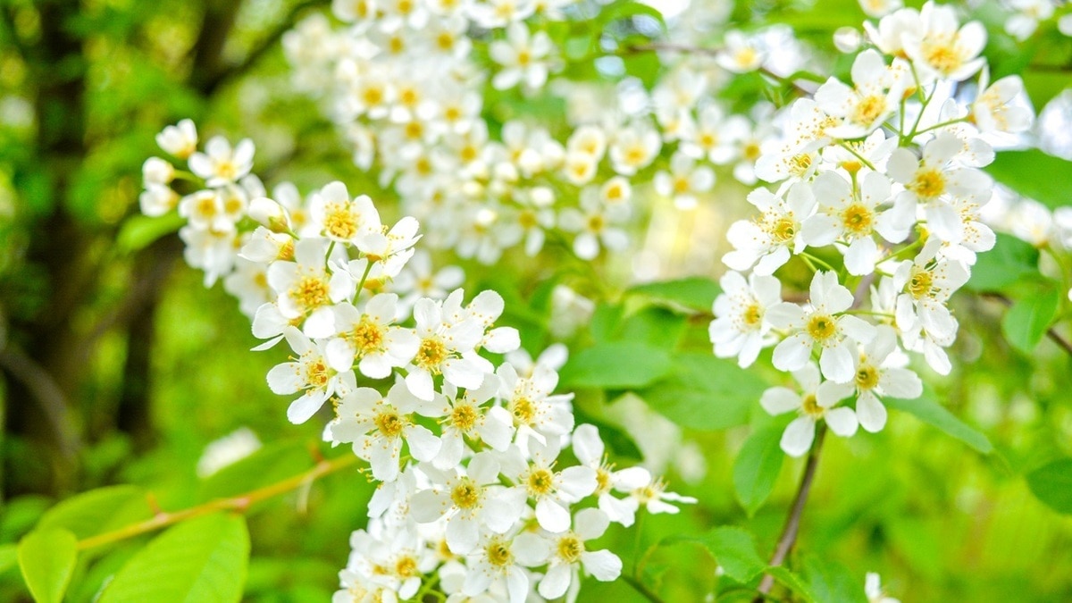 Всего 40 минут — и варенье из черемухи будет готово Всего 40 минут — и варенье из черемухи будет готово