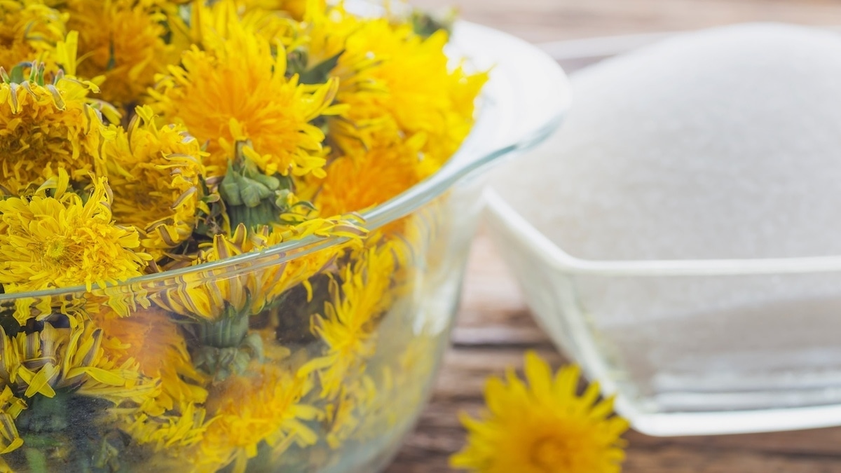 Домашнее вино из одуванчиков — нашли рецепт с солнечным настроением 