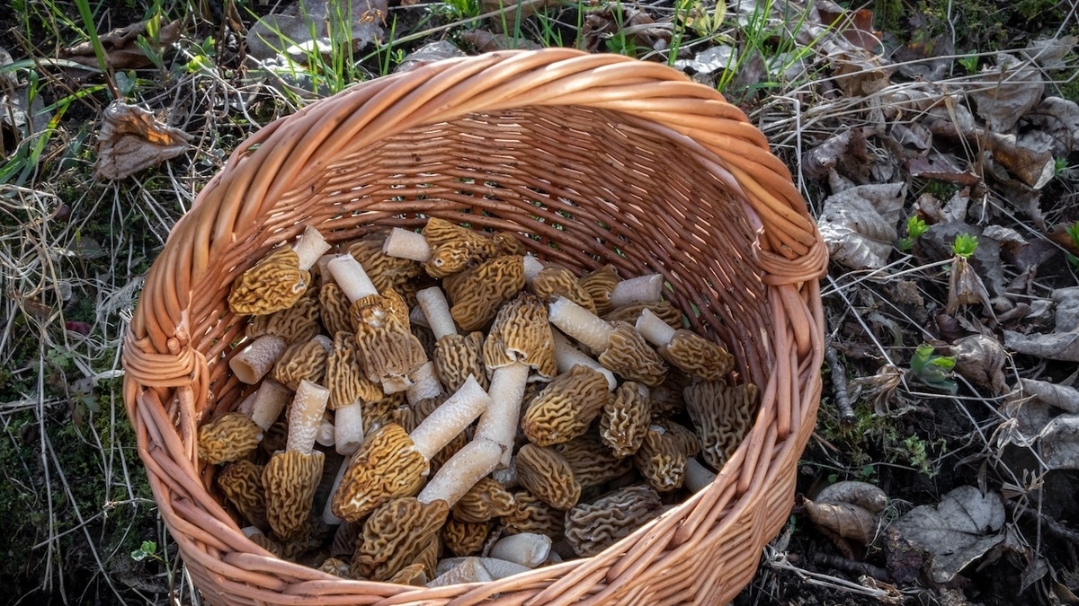 Под угрозой — сами грибники: в Роспотребнадзоре напомнили, как не отравиться грибами