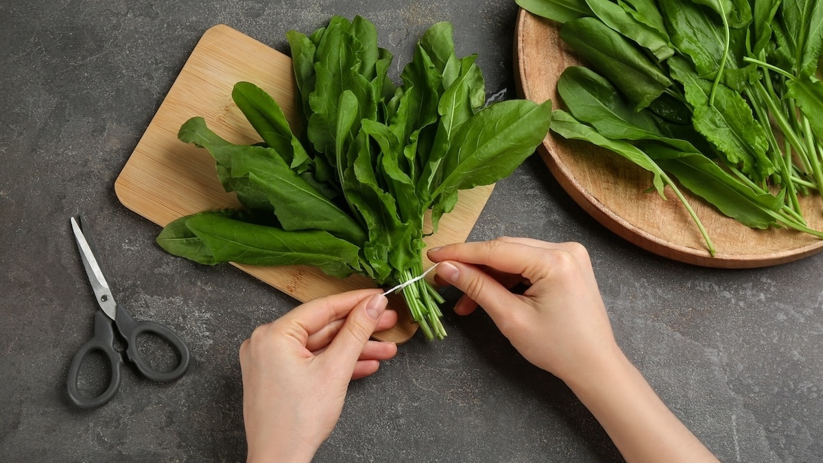 Как заготовить щавель на зиму: эти 2 способа сберегут вкус весны и витамины