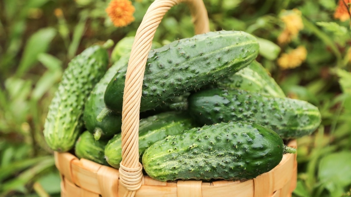 Избегайте эту ошибку, если хотите сохранить огурцы свежими как можно дольше