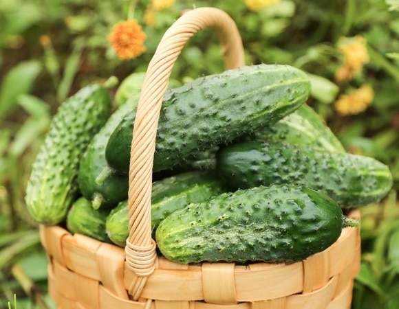 Избегайте эту ошибку, если хотите сохранить огурцы свежими как можно дольше