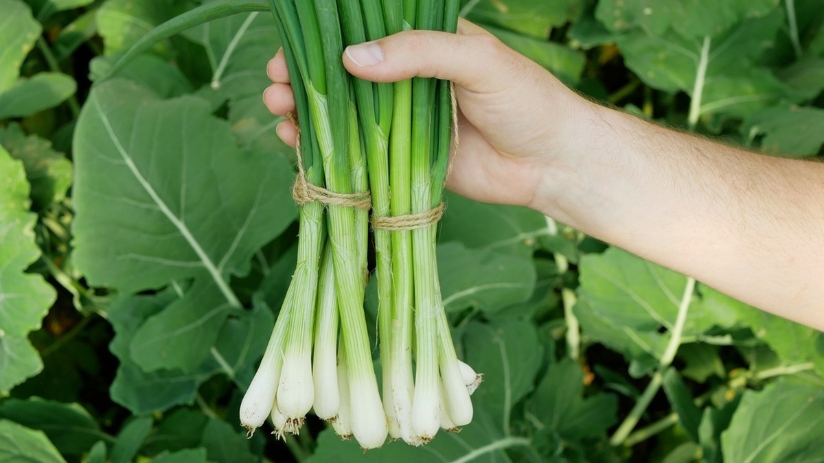 Почему зеленый лук не стоит мыть перед тем, как отправить в холодильник — нюансы хранения