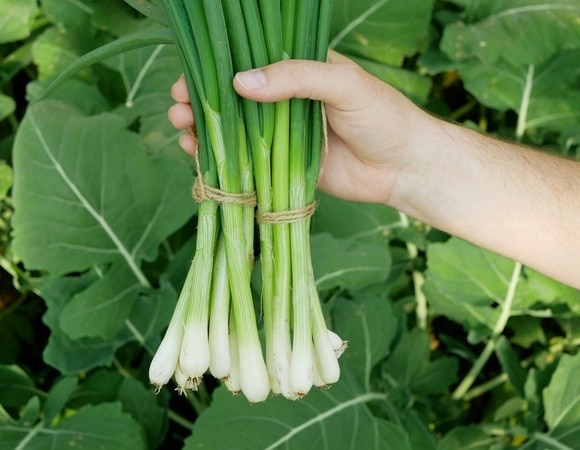 Почему зеленый лук не стоит мыть перед тем, как отправить в холодильник — нюансы хранения Почему зеленый лук не стоит мыть перед тем, как отправить в холодильник — нюансы хранения