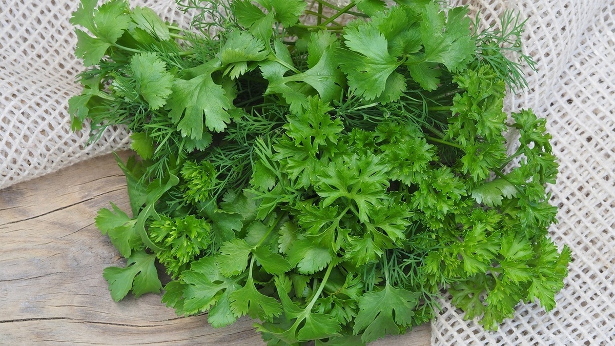 «Делать только так»: как сохранить зелень в холодильнике дольше обычного