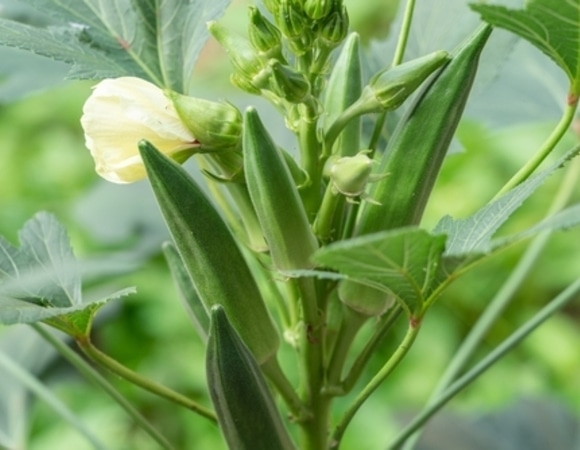 «Дамские пальчики» или бамия: как вырастить популярный иранский овощ в наших широтах