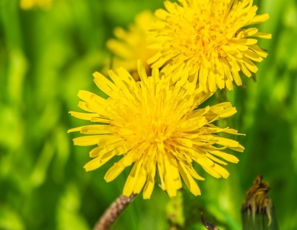 Чем полезны одуванчики — можно есть весной для похудения и поддержки здоровья